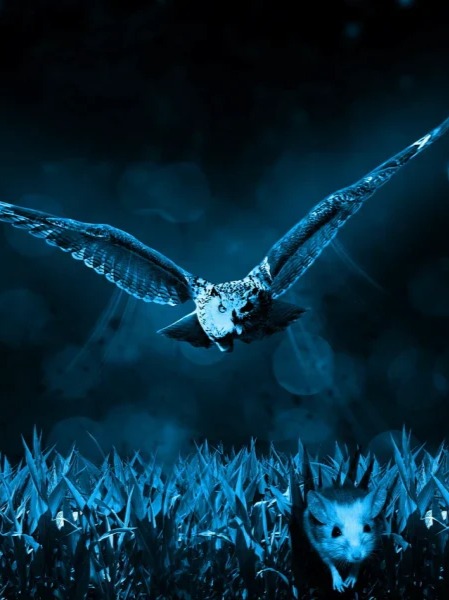 Nachtflug artwork