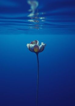 Image for BIARKAN AKU SENDIRI
Original Song/Lyrics
Music Arrangement
Inspires & aComposed
By Iman Noordin
tera