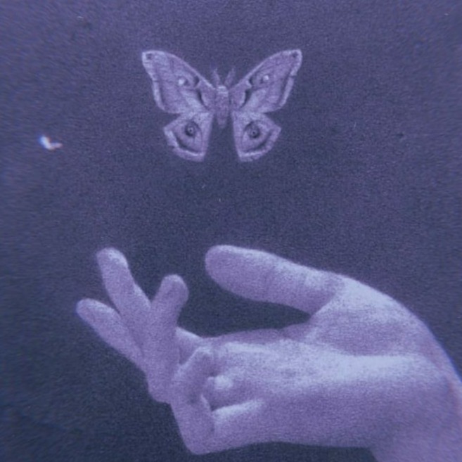 butterfly artwork