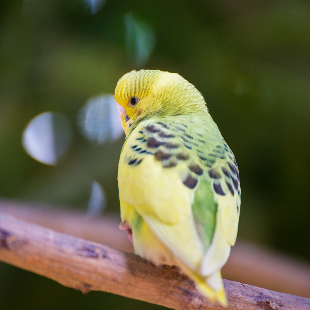信一郎さんインコを飼う artwork