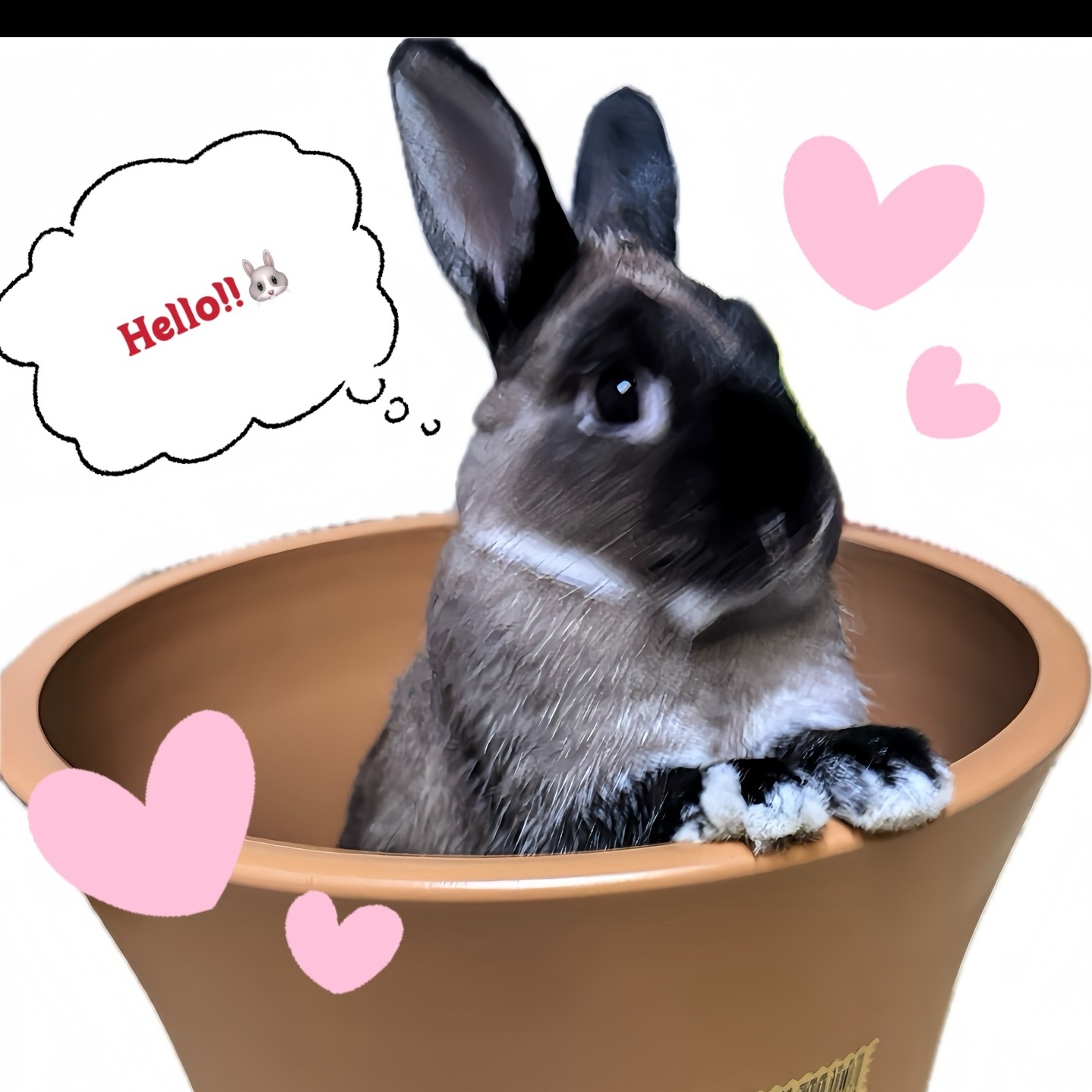 Image for 🐰Black Nose