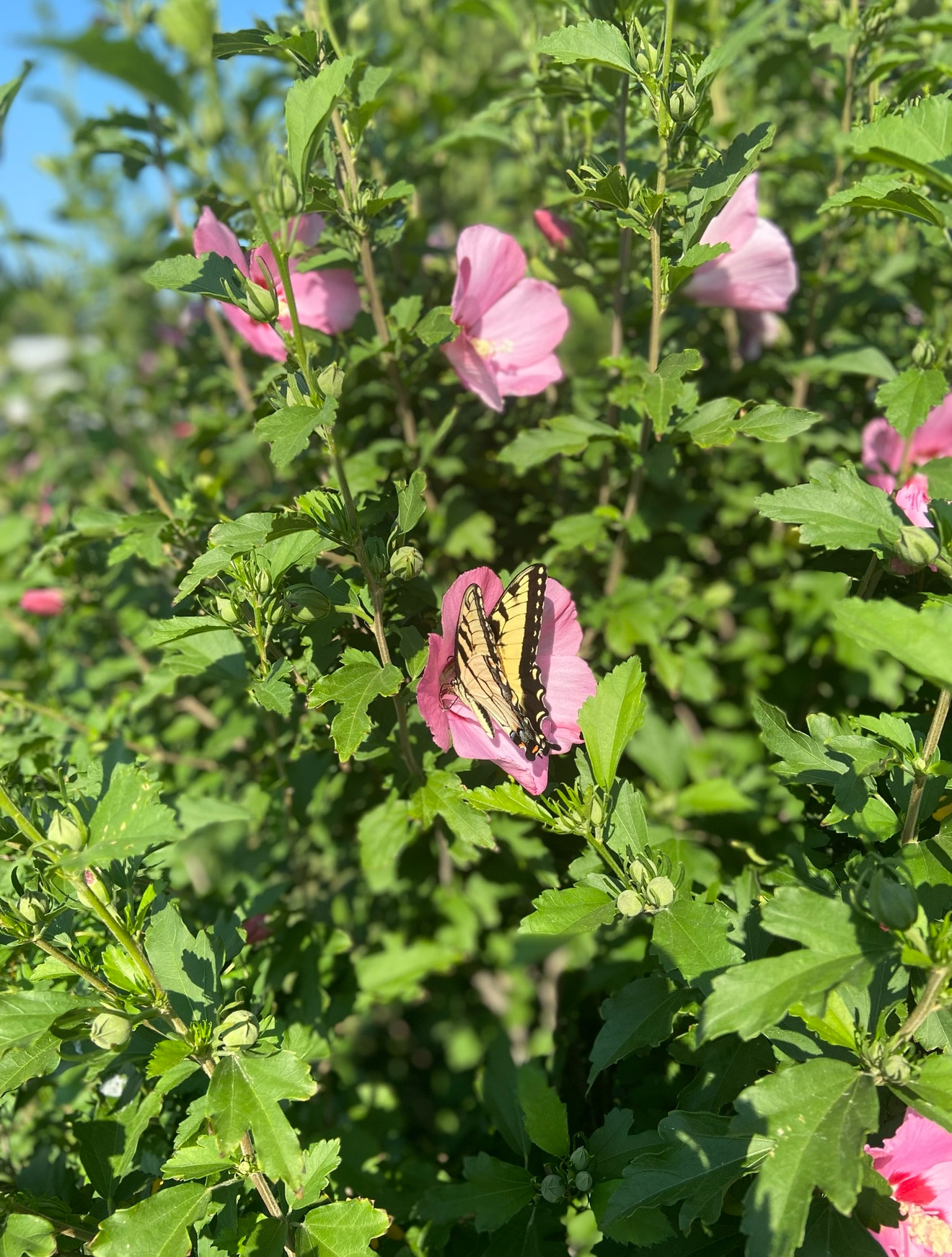 Image for praise You Jesus