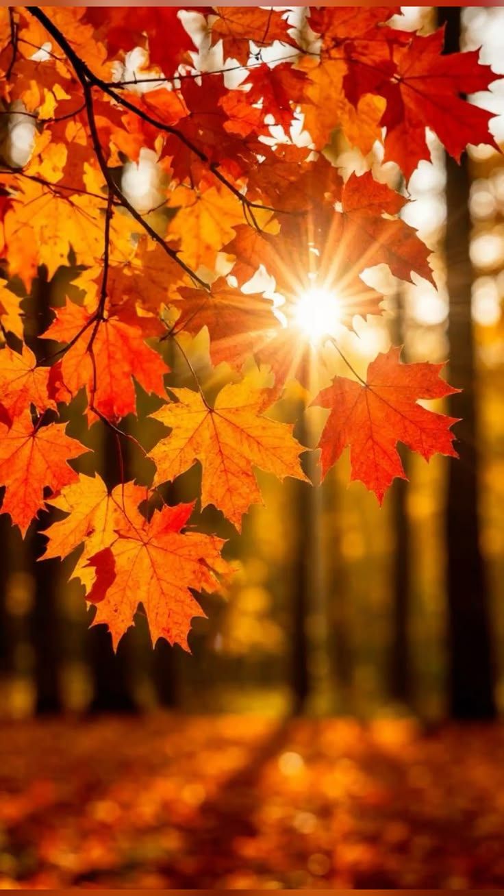 A.S.S:Her Majesty Autumn! .116 artwork