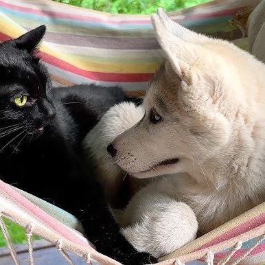 Image for reggae+ska v4.5