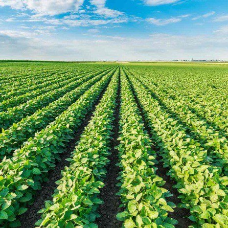 Preoccupied With Soybeans artwork