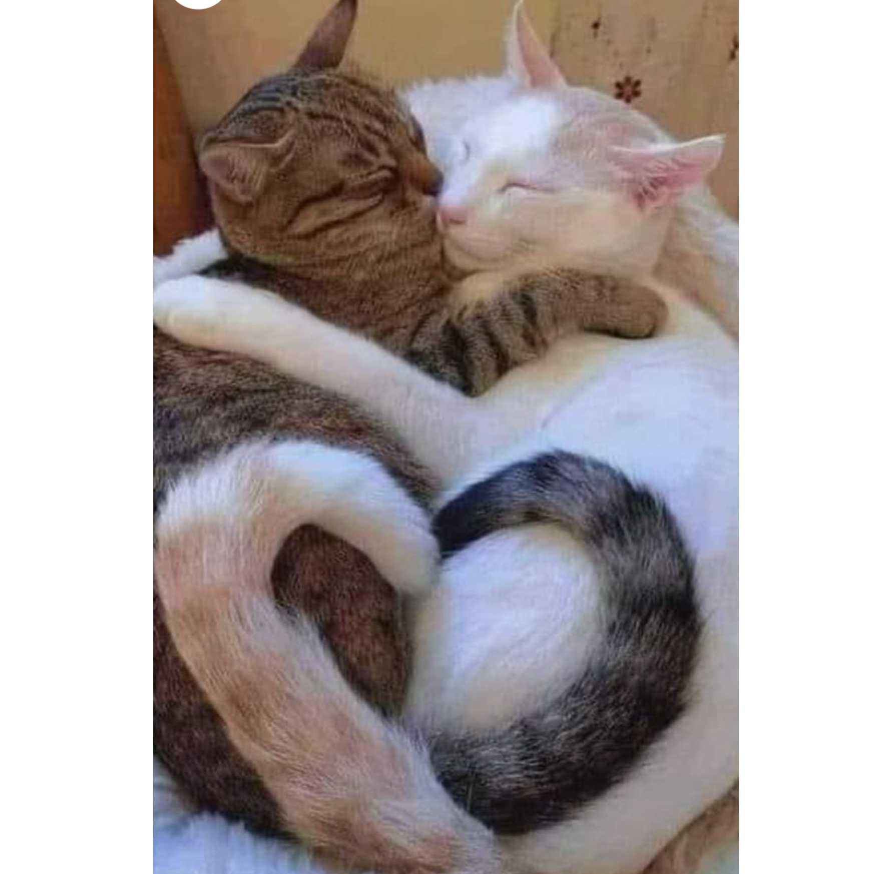 Image for 🕊️🗣️Doves & Talks🕊️🗣️🐈