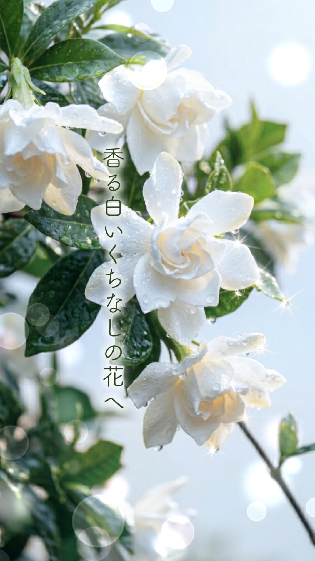香る白いくちなしの花へ artwork
