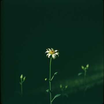 Image for Shades of Sorrow