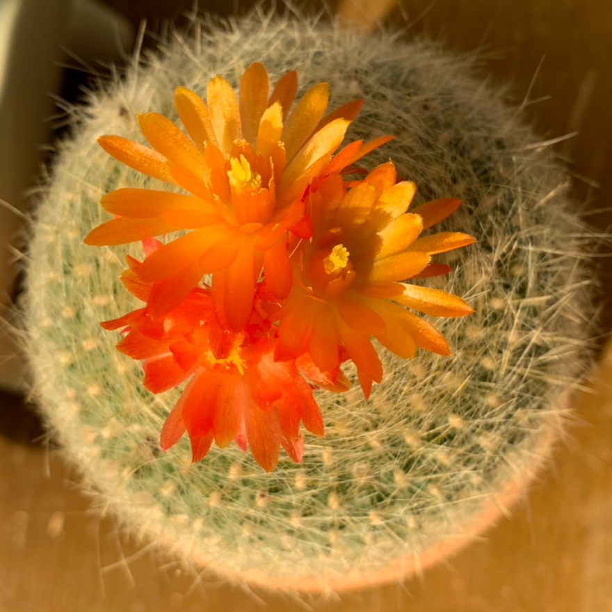 Image for Taiwanese-Song 台語歌