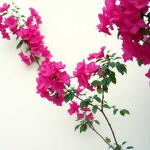 Image for Bougainvillea - Single