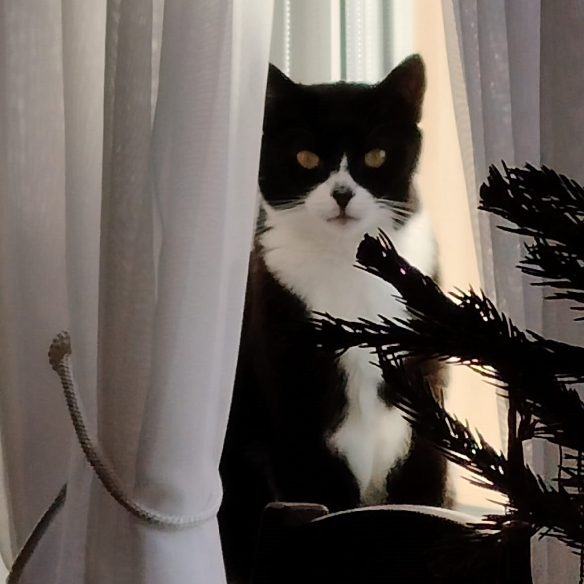 Persona image for myCat