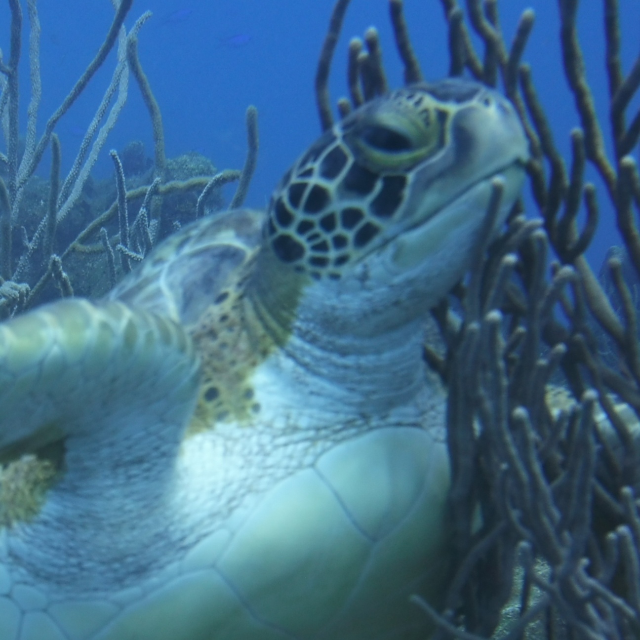 Image for Reggae Style 