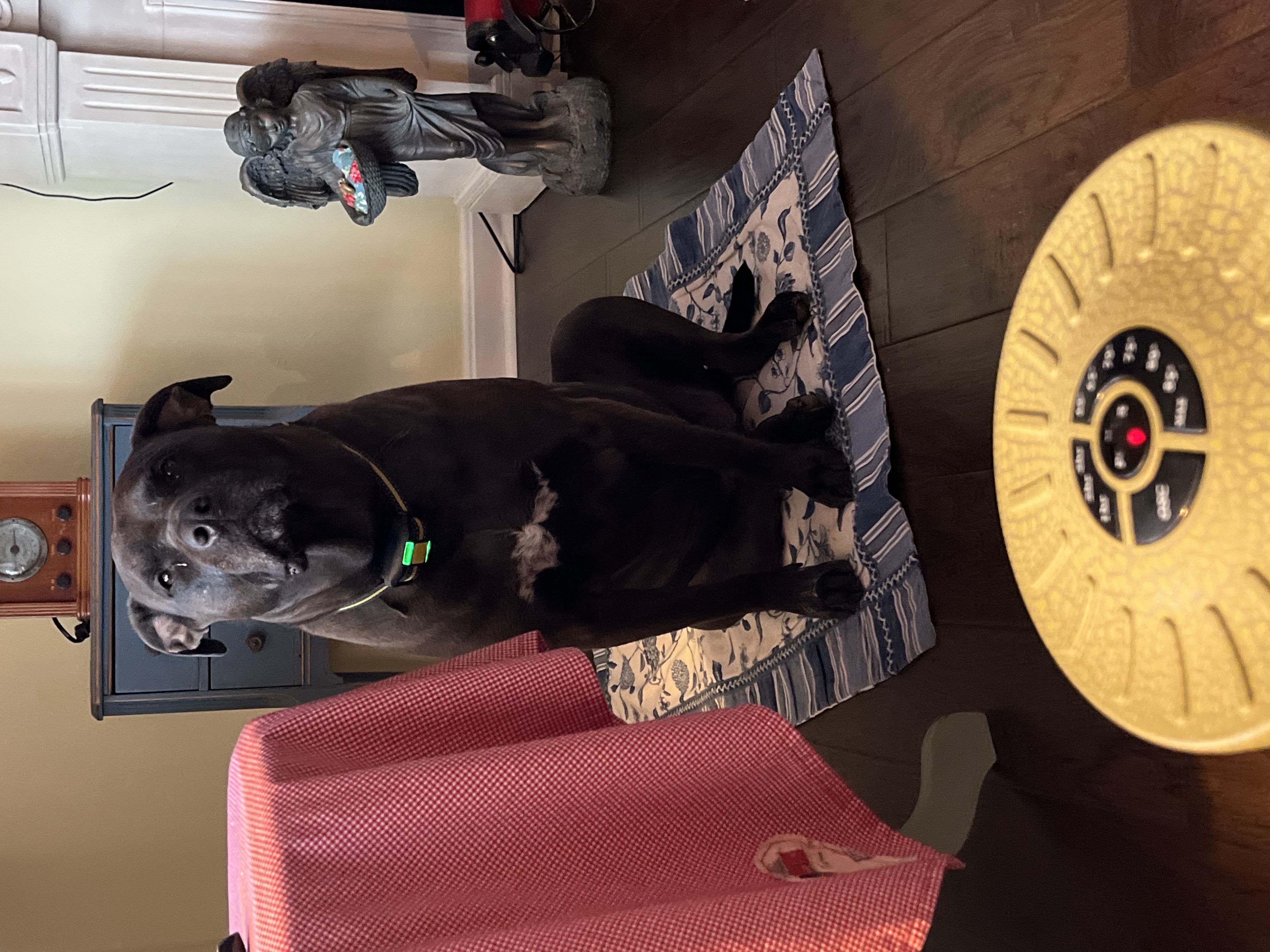 My Dog Named Chix and Me artwork
