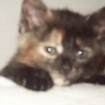 Profile picture for SNEECH