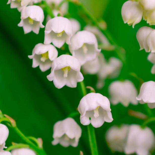 Lilies Of The Valley (original music) artwork