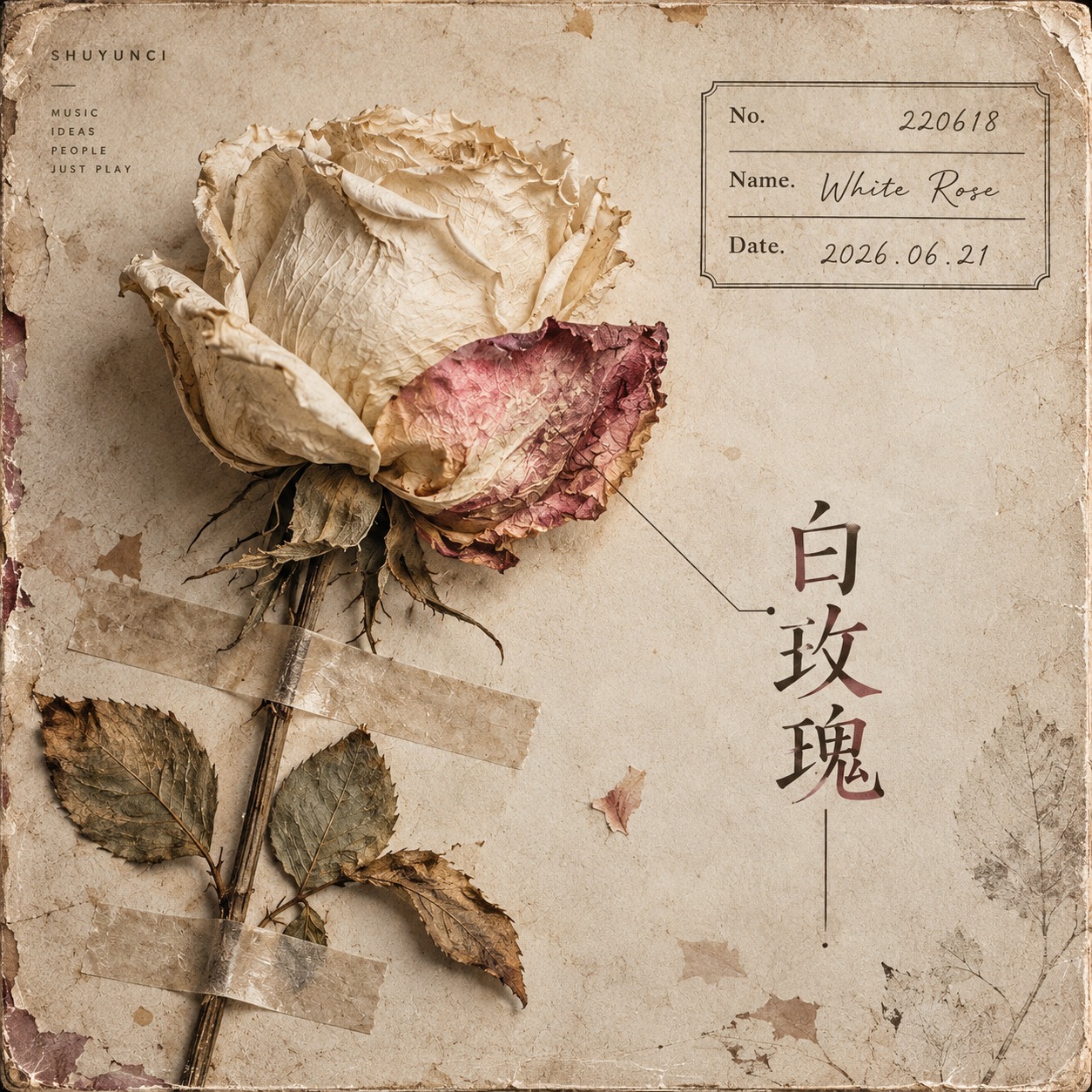 白玫瑰 artwork