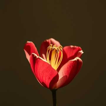 Image for Theme Songs