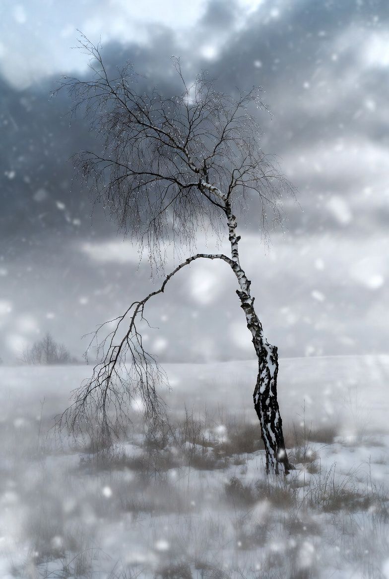 Смерть раненной березы artwork