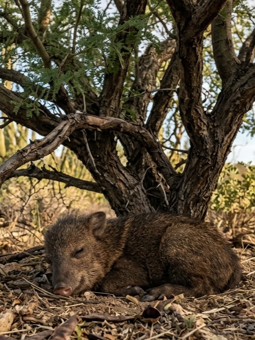 Javelina Lullaby artwork