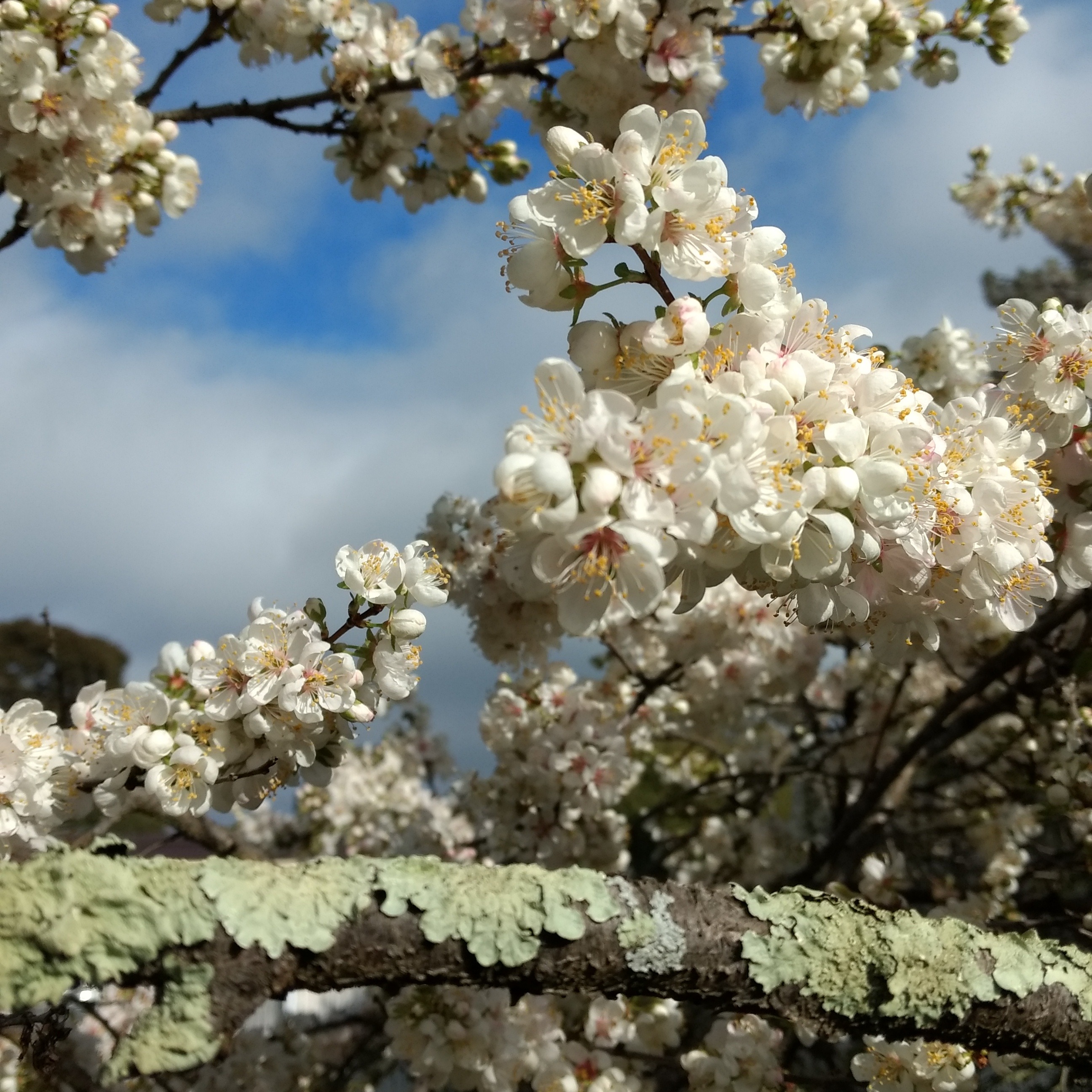 Persona image for Hawaii Contralto