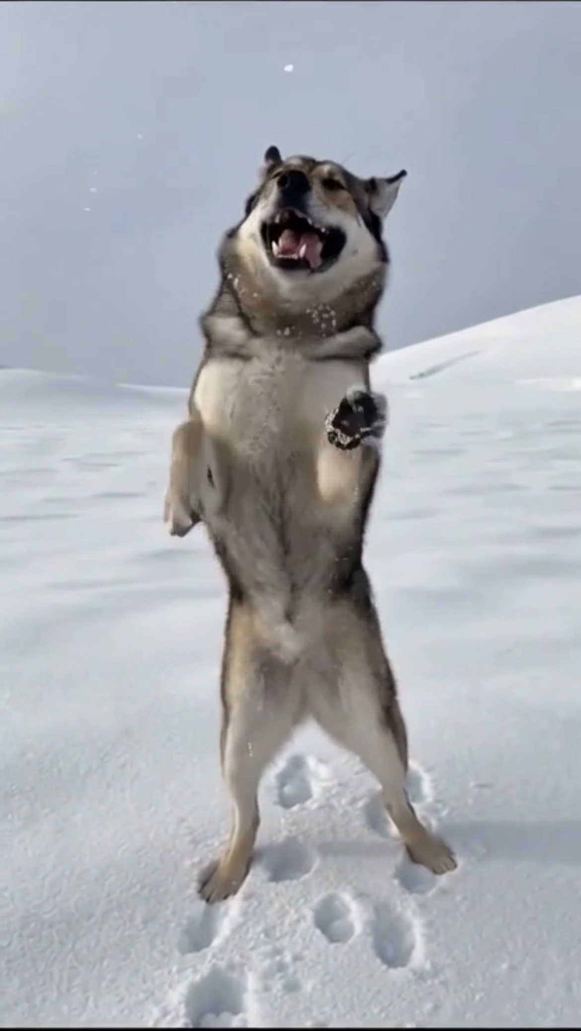 Hussan, le chien-loup artwork