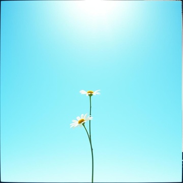 Image for Edelweiss Under the Azure Sky
