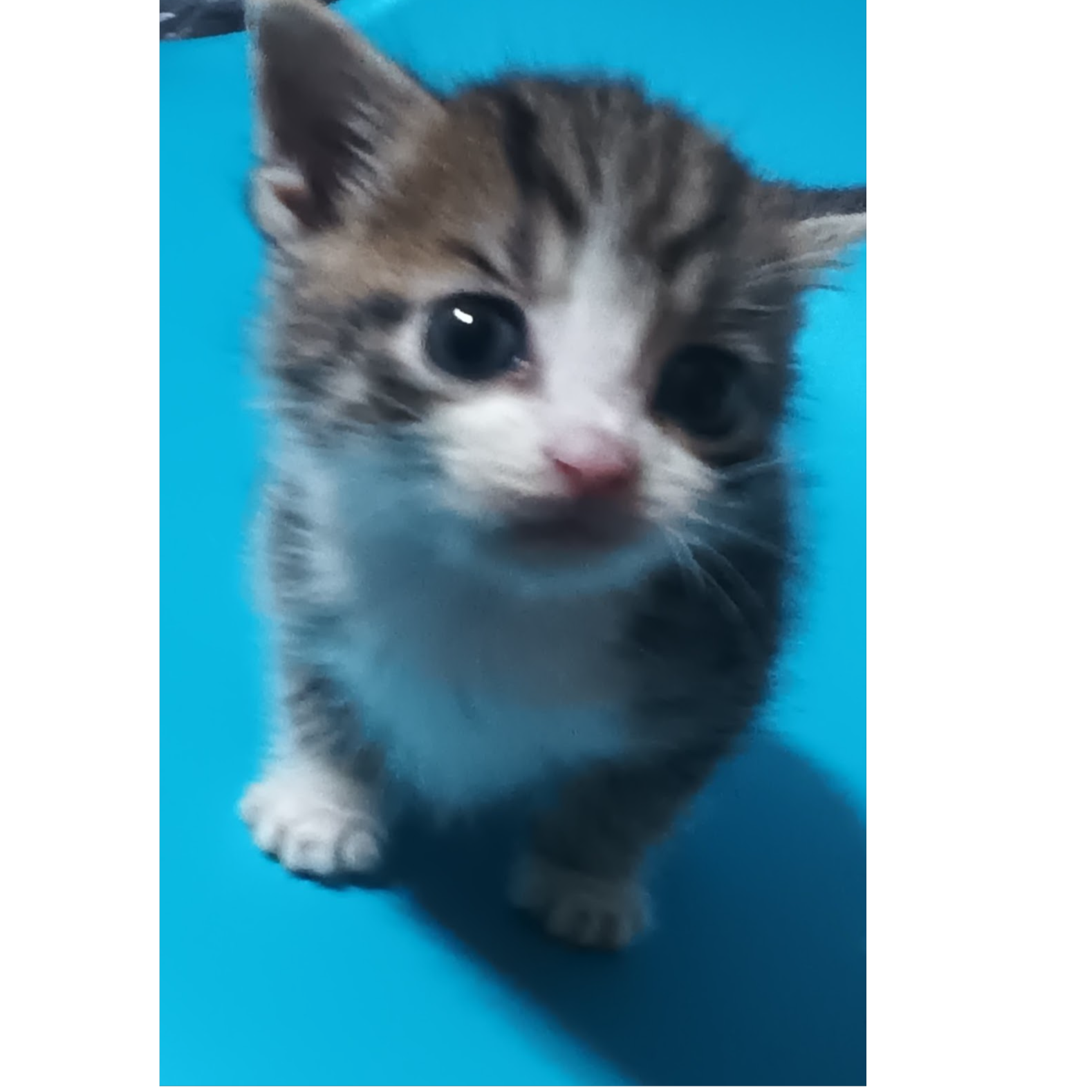 RIP Dennis My Love 💔🖤 ️‍🩹 by SweetTulip | Suno