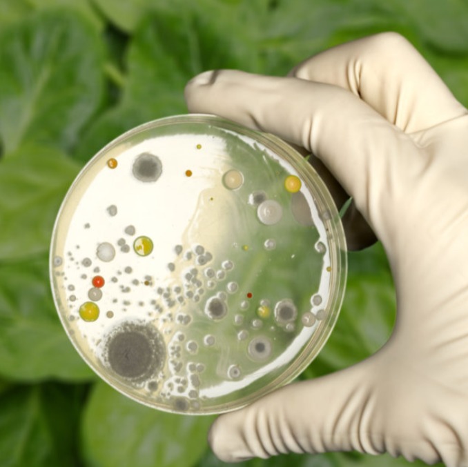 Listeria artwork