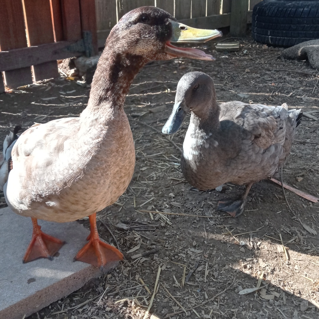 Image for Other Songs Canciones Chulas