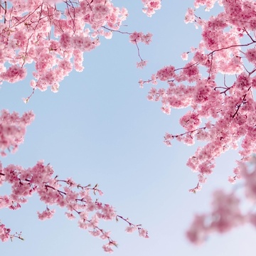 Image for Japanese literature