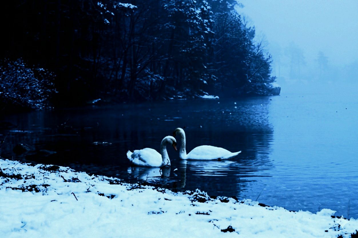 Swan artwork