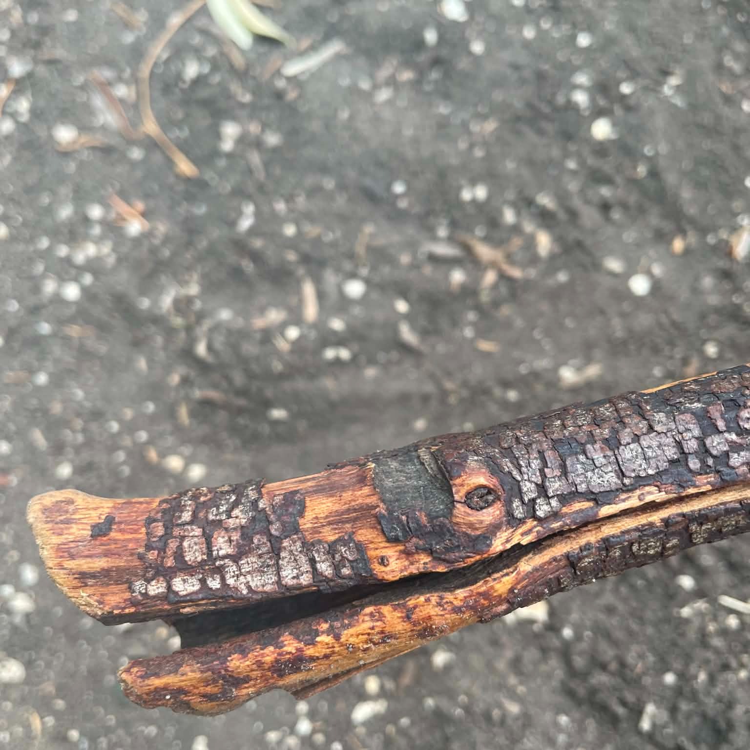 The Branch artwork
