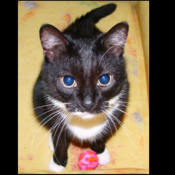 Image for DINKUS THE CAT AND FRIENDS