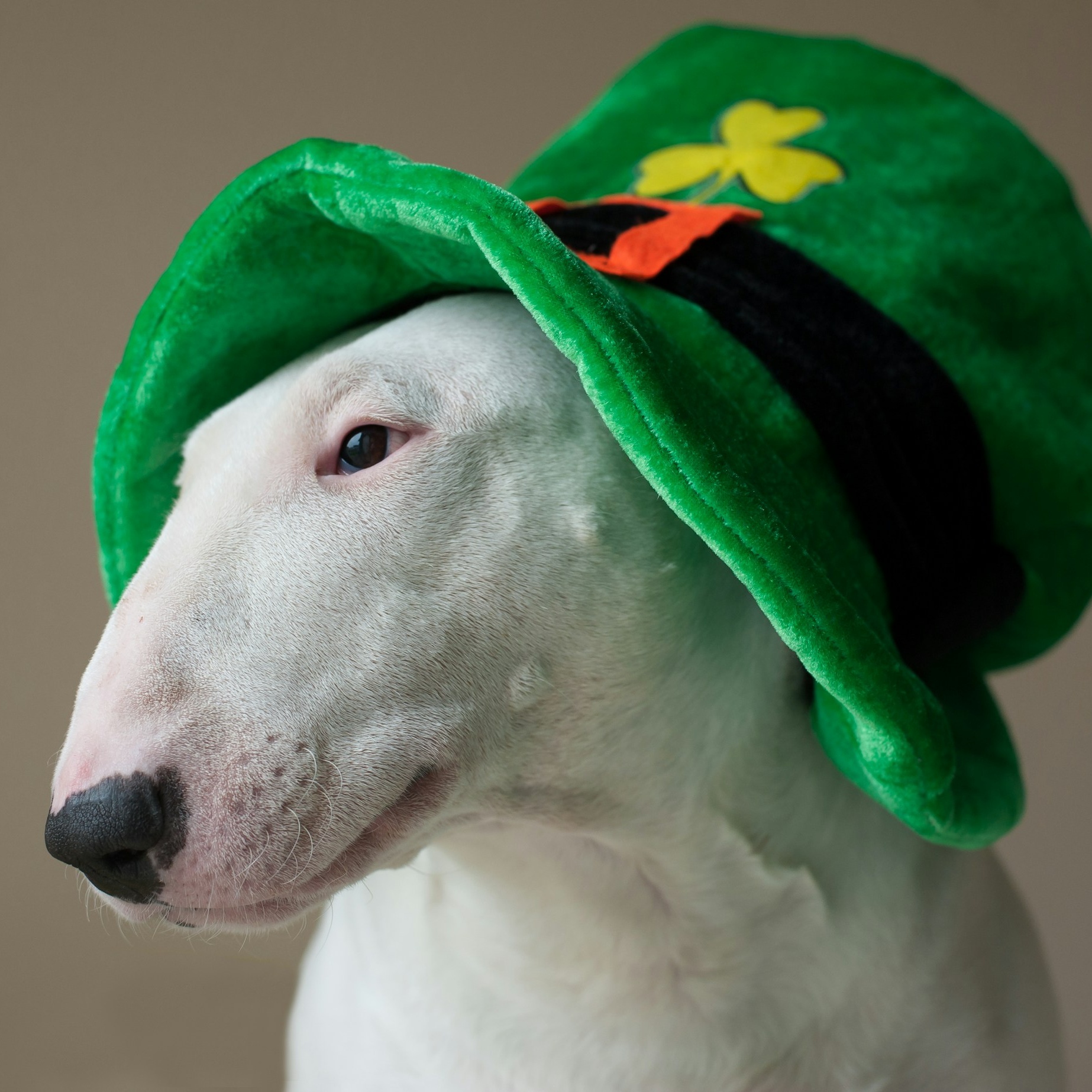 Image for My Little Friend (dog)