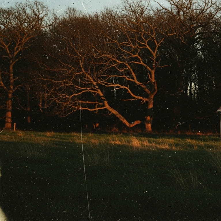 Beyond the Grove artwork