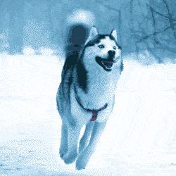 Image for Husky playlist 