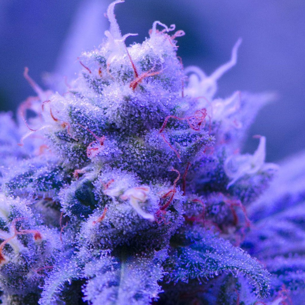 Image for Haze  (German deep rap & hiphop/old school vibes)