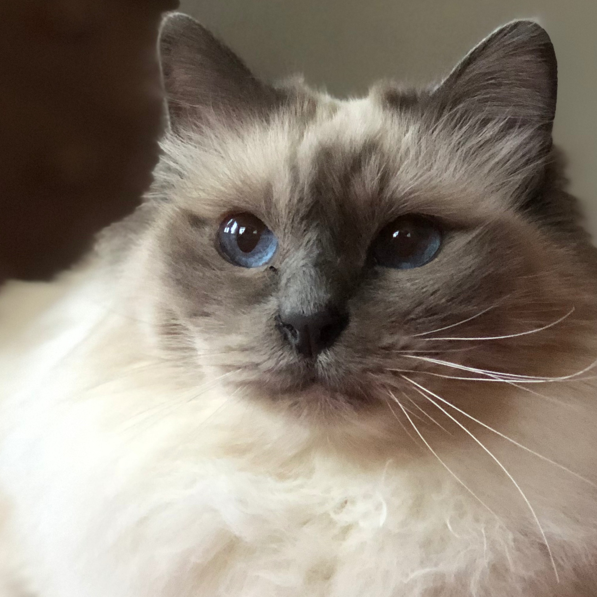 Image for Sahn, Min Engel 