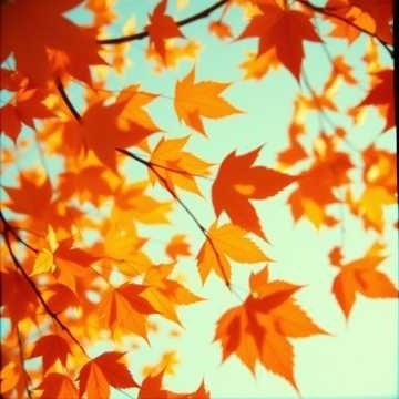 Image for Our Symphony🎼