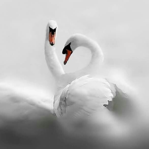 «Pristine harmony» artwork