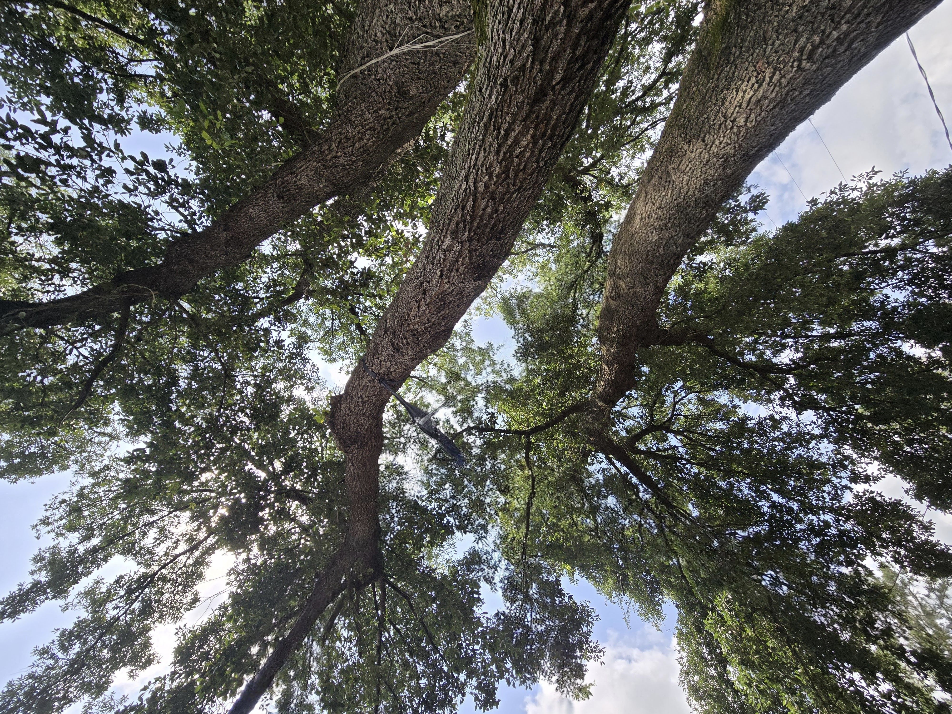 Voice picture for John Diket