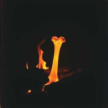 Image for The Obsidian Bloom