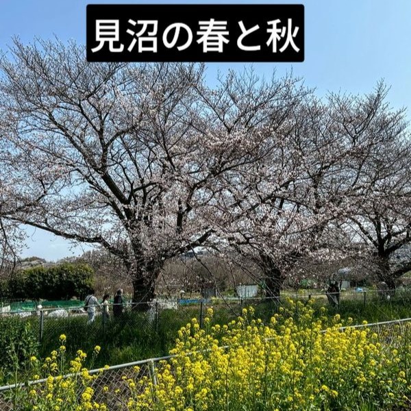 Song Cover Image