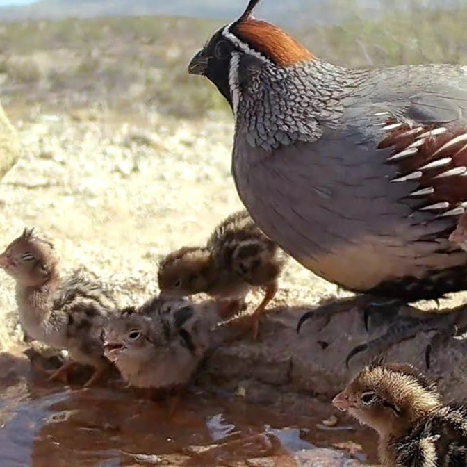 A Quail Tale artwork