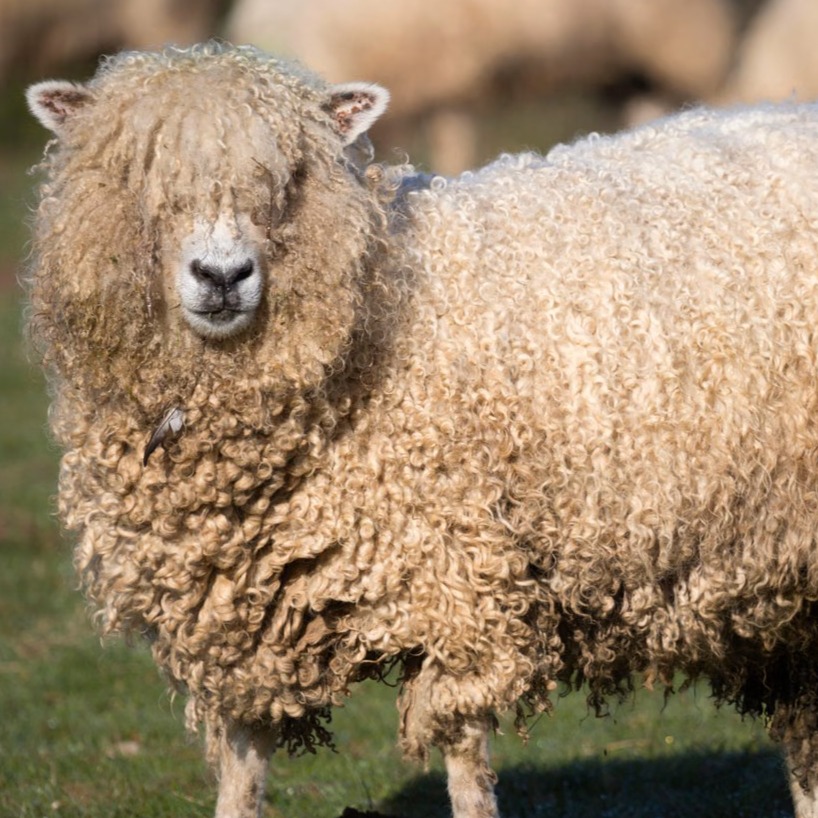 Sheep Hide artwork