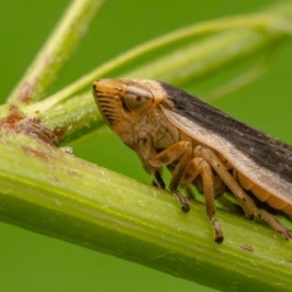 Image for Samples for songs