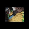 Bird of Prey (Mollie Macaw song)