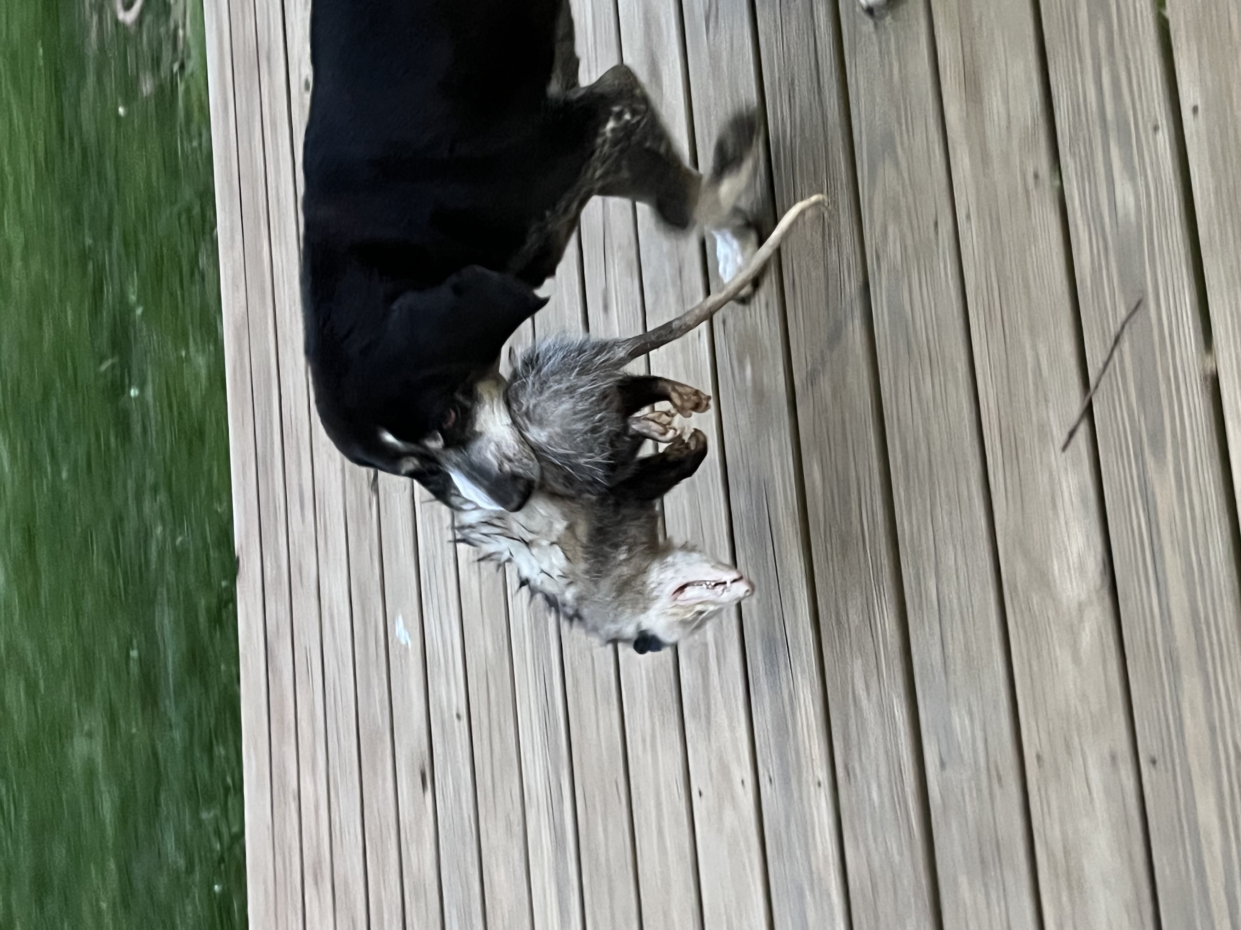 Blue and the Possum Chase artwork