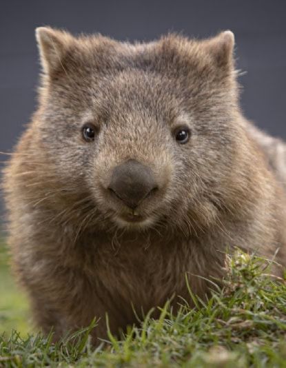 The Wild Old Wombat artwork