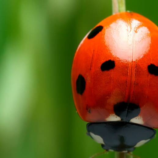 BUG! artwork